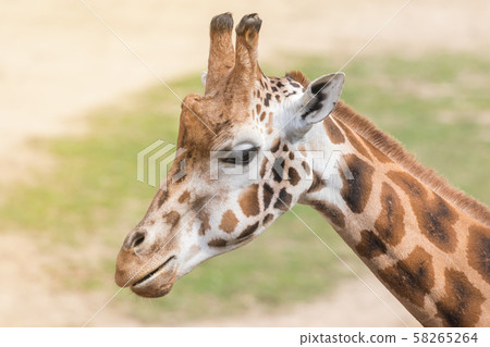Portrait of Rothschild Giraffe closeup 58265264