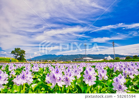Hon Yakushiji ruins water hyacinth 58265594