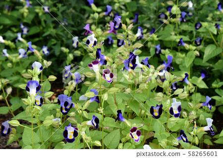 Torenia Torenia 58265601