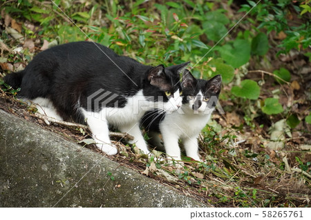 Cat, stray cat, black and white, parent and child, September, kitten 58265761