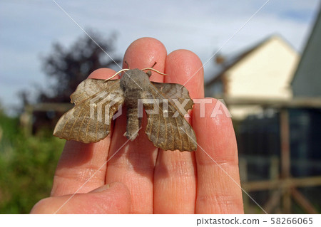 Poplar hawk moth on a hand Poplar hawk moth on a hand 58266065
