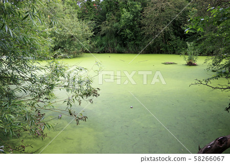 Pond with duckweed and litter Pond with duckweed and litter 58266067