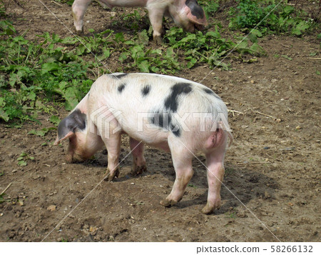 Gloucester old spot pigs rooting in field 58266132