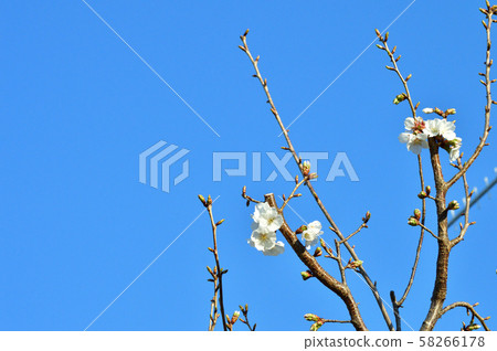 A photo taken from a low angle of a branch of a cherry tree branch that is estimated to be white snow against a blue sky A photo taken from a low angle of a branch of a cherry tree branch that is estimated to be white snow against a blue sky 58266178