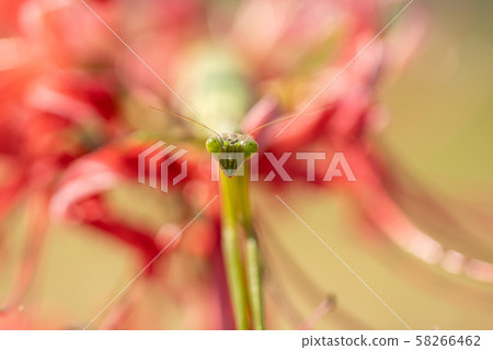 Higanbana and Mantis 58266462