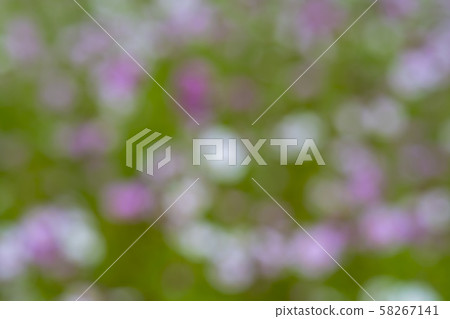 Cosmos Cosmos 58267141