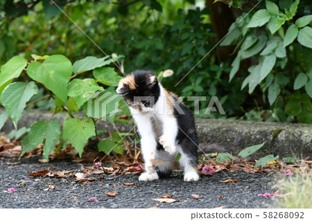 Cat, stray cat, calico, kitten, September, relax 58268092