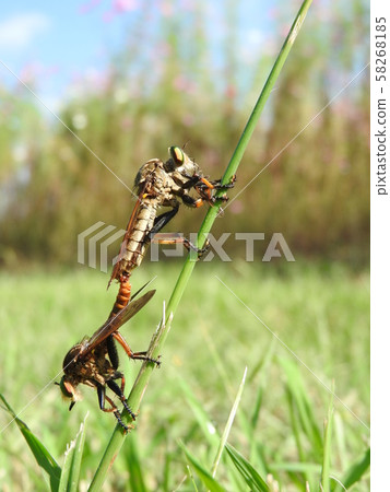 一對Aomebu掠食性獵物 一對Aomebu掠食性獵物 58268185
