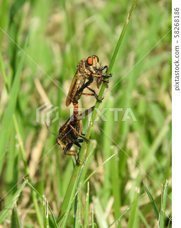 一對Aomebu掠食性獵物 一對Aomebu掠食性獵物 58268186