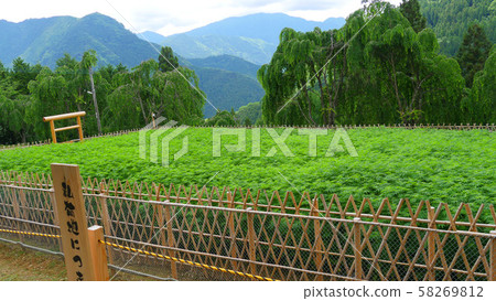 A new hemp field for the Daegu Festival A new hemp field for the Daegu Festival 58269812