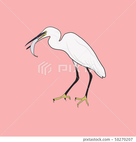 Eastern Great Egret Eating Fish In Mount Eastern Great Egret Eating Fish In Mount 58270207