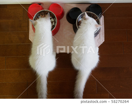Ragdoll kitten 58270264