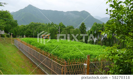 新麻場和東宮山 58270318