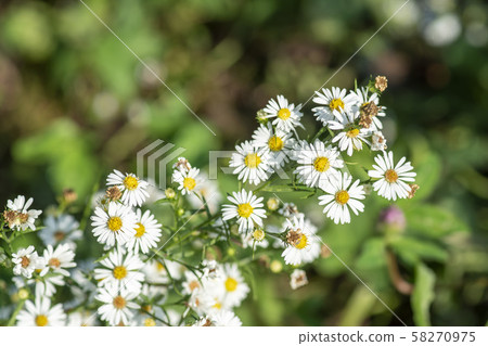 一個愚蠢的人 58270975