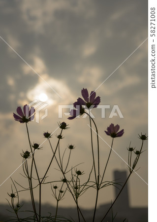 Cosmos, Cosmos, 58271008