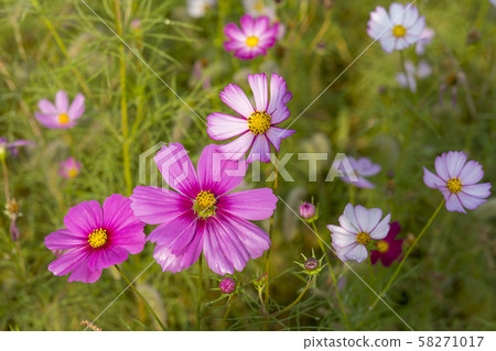 Cosmos, 58271017
