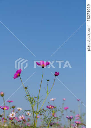 Cosmos, 58271019