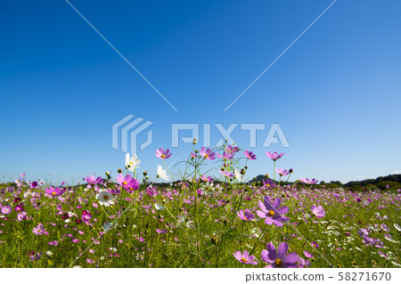 Cosmos Cosmos 58271670