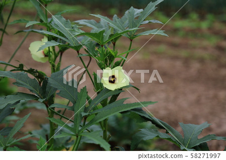 Okra Okra 58271997