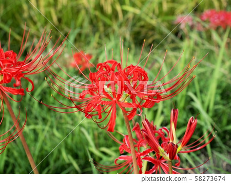 Higanbana Higanbana花 Higanbana Higanbana花 58273674