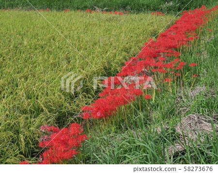 Higanbana Higanbana Flower Higanbana Higanbana Flower 58273676
