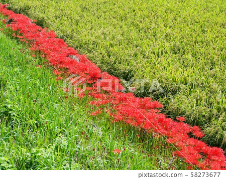 Higanbana Higanbana Flower Higanbana Higanbana Flower 58273677