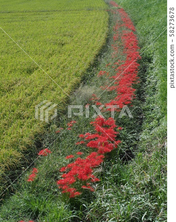 Higanbana Higanbana Flower Higanbana Higanbana Flower 58273678