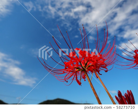 Higanbana Higanbana花 Higanbana Higanbana花 58273710