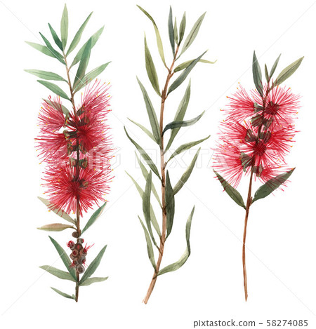 Watercolor australian callistemon flowers illustration Watercolor australian callistemon flowers illustration 58274085