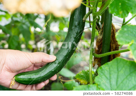 黃瓜豐收（7月）廚房花園 58274086