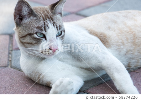 cat lyingon ground cat lyingon ground 58274226