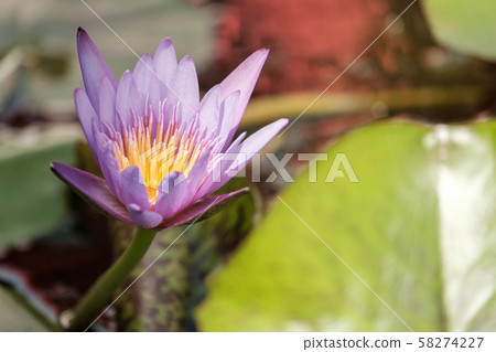 water lilly flower in pond, lotus flower water lilly flower in pond, lotus flower 58274227