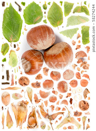 Hazelnut Collection Abstract - Stock Photo [58274244] - PIXTA