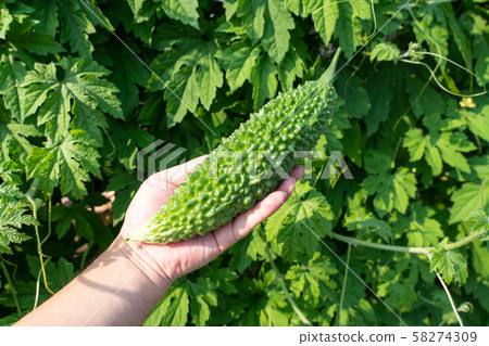 戈雅豐收（8月）家庭花園 58274309