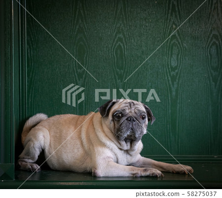 Portrait of a pug dog on green background. Copy 58275037