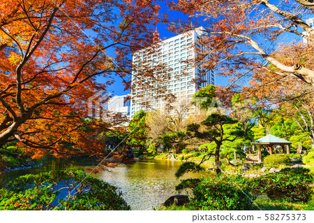 日本的秋/冬形象：東京市中心著名的秋天樹葉的風景，老師的藍天和楓樹