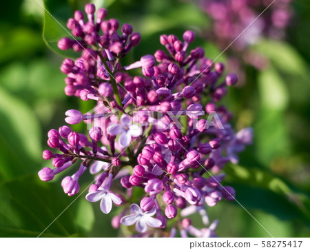 Blooming lilac in the spring time 58275417