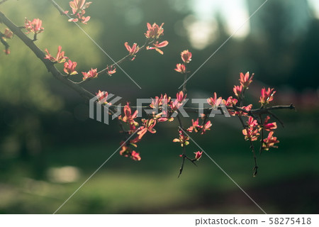 Spring time. Blossom plants closeup Spring time. Blossom plants closeup 58275418