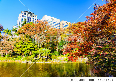 Autumn / winter image of Japan: The scenery of the famous autumn foliage in the heart of Tokyo where the contrast between the blue sky of the teacher and the red of maple is beautiful 58275505