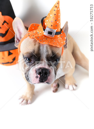 Portrait of French bulldog with hat halloween and 58275753