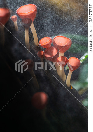 Fungi cup red Mushroom Champagne Cup 58275757