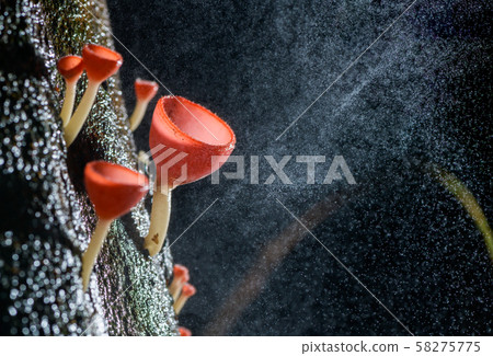 Fungi cup red Mushroom Champagne Cup 58275775