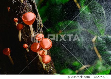 Fungi cup red Mushroom Champagne Cup 58275809