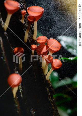 Fungi cup red Mushroom Champagne Cup 58275816