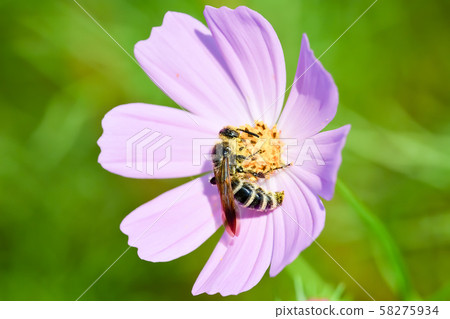 Himehara na gussetti 58275934