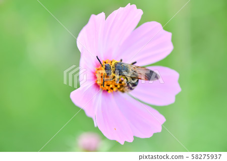 Himehara na gussetti Himehara na gussetti 58275937