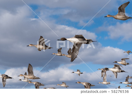 A group of long-tailed ducks 58276536