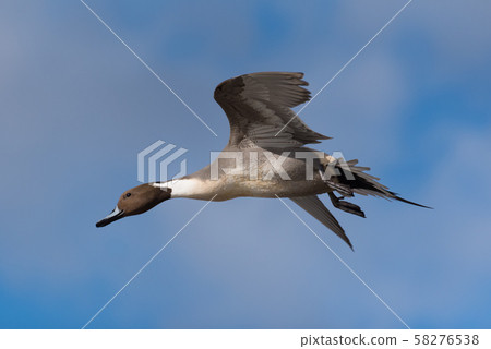 Flapping vulture 58276538