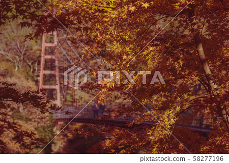 Gifu Prefecture Colored leaves Tarakyo 58277196