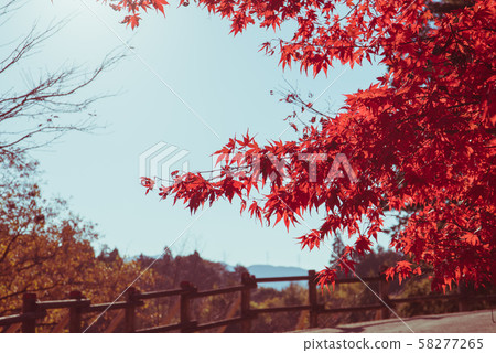 岐阜縣紅葉T京 岐阜縣紅葉T京 58277265